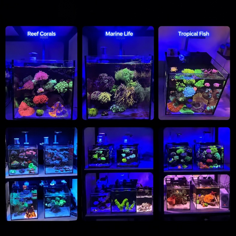 AS 산호초 LED 수족관 조명, 소형 해수 어항용,  - Reef Lighting 리뷰 및 가격